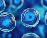 Cellule staminali: cosa sono? Immagine ravvicinata di cellule blu luminose con nuclei distinti, che suggeriscono potenziale rigenerativo.
