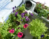 Blommor i krukor på en balkong utan tak. Solen lyser på snö utanför.