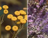 Gelbe Blüten (wahrscheinlich Rainfarn) und lila Blüten (wahrscheinlich Katzenminze) – welche Pflanzen vertreiben Zecken?