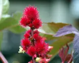 Grappe de fleurs rouges vives, ressemblant à un tourteau de ricin gamm vert, sur fond flou de feuilles vertes et pourpres.
