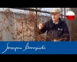 Jak przycinać wiciokrzew? Klucz do zdrowia i bujnego kwitnienia