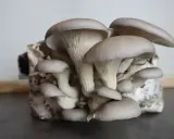 Gros plan sur une culture de pleurotes gris, prêts à être récoltés. Leurs chapeaux délicats et leurs lamelles blanches sont bien visibles.
