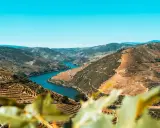 Atemberaubende Terrassenweinberge im Norden Portugals, die sich an steilen Hängen entlang des Flusses Douro erstrecken.