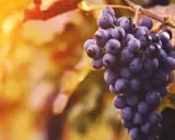 Reife, dunkle Trauben der Sorte Touriga Nacional hängen im warmen Sonnenlicht.