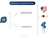 La vitamine K2 potentialise la D3 pour la santé osseuse : absorption du calcium, formation de l'os et fixation du calcium.