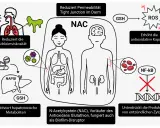 NAC, ein Vorläufer von Glutathion, reduziert Schleim, stärkt den Darm, bekämpft ROS und unterdrückt Entzündungen. Was ist NAC? Es ist ein wichtiger Helfer für den Körper.