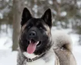 Akita amerykańska waga: potężny pies z ciemną maską i puszystym ogonem, wesoło dyszy na tle zimowego lasu.