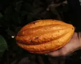 Eine Hand hält eine reife Kakaofrucht. Die Frucht ist orange-braun und hat eine gerippte Oberfläche. Die Rohkakao Wirkung ist faszinierend.