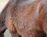 Das Fell eines braunen Pferdes mit Cushing-Symptomen, das struppig und ungleichmäßig aussieht. Dies kann ein Hinweis darauf sein, woran Cushing-Pferde sterben.