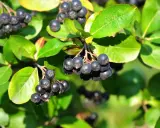 Reife Aroniabeeren hängen an einem Strauch. Bald ist Zeit zum Aronia schneiden, um den Ertrag im nächsten Jahr zu sichern.