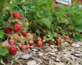 Röda och gröna jordgubbar hänger från frodiga plantor. Det är enkelt att odla jordgubbar i kruka och få en härlig skörd.