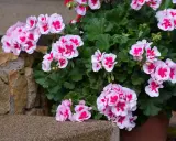 Pelargonie w doniczce, kwitnące na różowo i biało, rosnące w żyznej ziemi do pelargonii.