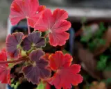 Närbild på gammaldags pelargoner med djupröda och mörklila blad. Vackra bladnerver syns tydligt.