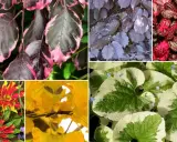 Piękne liście ozdobne do ogrodu wieloletnie: purpurowe, różowo-zielone, żółte i pstrokate.