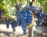 Reife, dunkelblaue Trauben hängen an einem Rebstock. Diese rotwein rebsorten sind bereit für die Ernte.