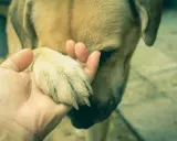 Une main tient la patte d'un chien. Mon chien ne pose plus sa patte avant par terre, il semble triste.