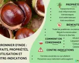 Gros plans sur des marrons d'Inde, évoquant les nombreux bienfaits du marronnier d'Inde pour la circulation et la santé.