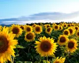 Champ de tournesols éclatants sous un ciel bleu. La date semis tournesol idéale pour une telle floraison.