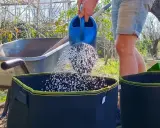Arrosage d'un sac de culture pour faire pousser des pommes de terre dans une poubelle.