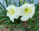 Deux hémérocalles blanches en pleine floraison, leurs étamines orangées contrastant avec le vert des feuilles.