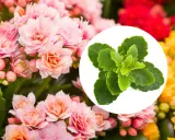 Kwiat kalanchoe w odcieniach różu, czerwieni i żółci. W okręgu zielone liście tej rośliny.