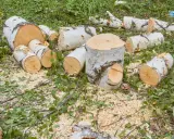 Pocięte pnie brzóz leżą na trawie, otoczone trocinami i liśćmi. Czy można wyciąć brzozę bez zezwolenia?