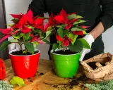 Deux poinsettias aux feuilles rouge vif et vertes, dans des pots rouge et vert. Préparation pour la plantation, avec terre et branches de sapin.