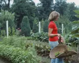 Donna con cesto raccoglie erbe aromatiche in orti bellissimi, circondata da verdure rigogliose e alberi verdi.