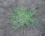 A clump of crabgrass spreads across bare soil. This resilient weed thrives in disturbed areas, explaining why crab grass grows so readily.