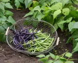 Panier de haricots verts et violets, prêts à être cuisinés. Ces haricots verts mange tout promettent un repas savoureux.