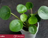 Rośliny bezpieczne dla kota: Pilea peperomiowata z okrągłymi, zielonymi liśćmi w białej doniczce.