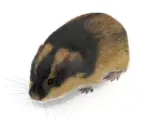 En lemming svenska med mörk och ljusbrun päls, med långa morrhår, tittar framåt.