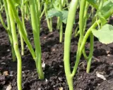 Jeunes pousses de haricots verts dans la terre. Il est encore temps de respecter la date limite semis haricots verts pour une belle récolte.