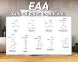 Fórmulas químicas de aminoácidos esenciales como Valina, Leucina, Fenilalanina, Triptófano, Lisina, Histidina, Metionina y Treonina. Aprende como tomar aminoacidos.