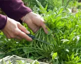Hände ernten frischen Rucola mit einem Messer. Ein Korb liegt bereit.