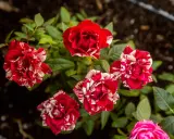 Striped red and white mini roses blooming. Proper mini roses care ensures vibrant blooms like these.