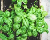 Świeża bazylia w skrzynce, idealna przyprawa do pesto, sosów i sałatek. Jej aromat wzbogaci każde danie.