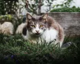 Un chat tigré et blanc aux yeux ambrés, assis dans l'herbe. Il semble observer, peut-être une idée de comment éloigner les chats du jardin.