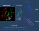 Der Aufbau eines Proteins: Quartär-, Tertiär- und Sekundärstruktur (α-Helix, β-Faltblatt) sowie Primärstruktur.