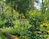 Un jardin potager luxuriant avec des fleurs jaunes éclatantes et des légumes verts. Une pancarte indique "Compagnonnage", suggérant une culture harmonieuse.