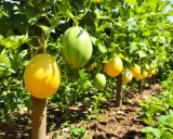Un jeune plant de melon prometteur, avec des fruits jaunes et verts suspendus à des tuteurs.