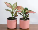 Dwa piękne kwiaty aglaonema w różowych doniczkach, z liśćmi w odcieniach zieleni i różu, stoją na drewnianym blacie.