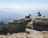 Dos cabras montesas descansan en las rocas, contemplando el vasto paisaje de las rutas sierra de Gredos.