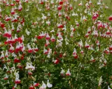 Un parterre de sauge arbustive aux fleurs bicolores rouge et blanc, évoquant une douce brise d'été.