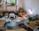 Meerschweinchen-Gehege mit viel Einstreu, Häusern und Spielzeug. Hier leben viele kleine Nager, die manchmal etwas stinken.