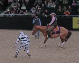 Eine Reiterin im Westernstil reitet ein Pferd, während eine Person im Kuhkostüm im Vordergrund steht.