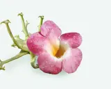 Fleur rose et verte, ornée de gouttes d'eau, évoquant une plante anti-inflammatoire pour les articulations.