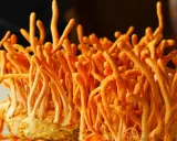 Pomarańczowe, podłużne grzyby cordyceps, znane ze swoich właściwości prozdrowotnych, wyrastają z jasnego podłoża.
