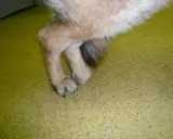Pattes d'un chien atteint de myélopathie dégénérative, montrant une faiblesse et une démarche anormale.