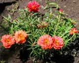 Des pourpiers aux fleurs éclatantes, orange et rouges, poussent dans la terre. L'entretien de ces plantes est simple, elles aiment le soleil.